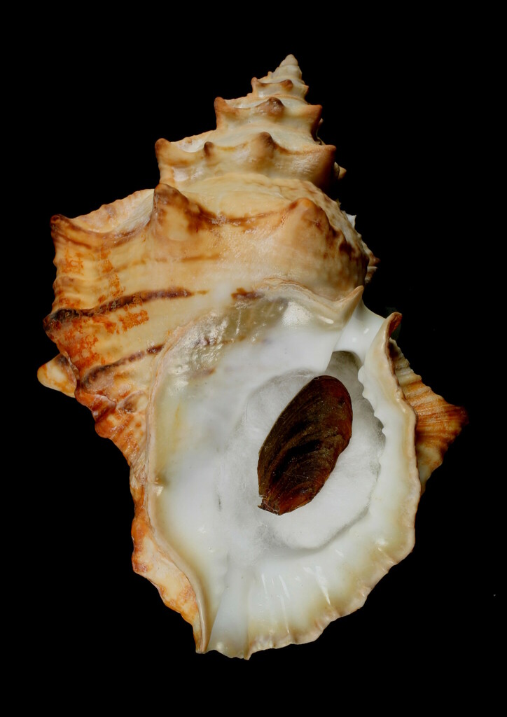 Swollen Frog Shell