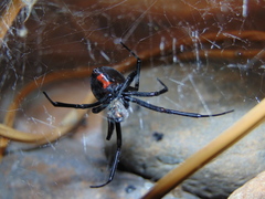 Latrodectus hesperus