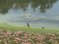 Butorides virescens image