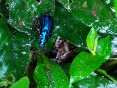Alticina