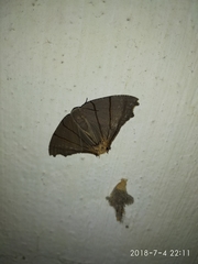 Orudiza protheclaria