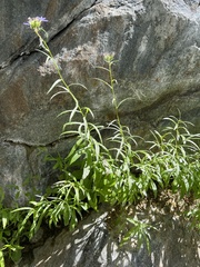 Palmerella debilis serrata