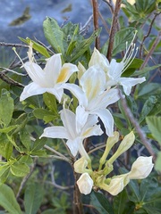 Rhododendron occidentale