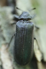 Sandalus petrophya