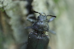 Sandalus petrophya