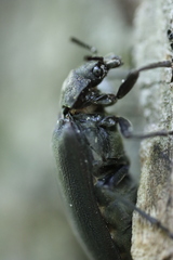 Sandalus petrophya