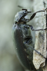 Sandalus petrophya