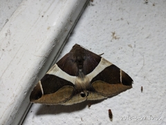 Bastilla crameri