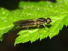 Sargus bipunctatus