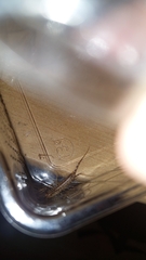 Scutigera coleoptrata