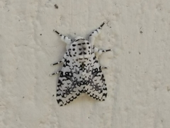Lichnoptera decora