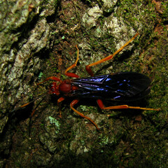 Tmetogaster nubilipennis