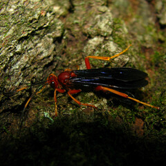 Tmetogaster nubilipennis