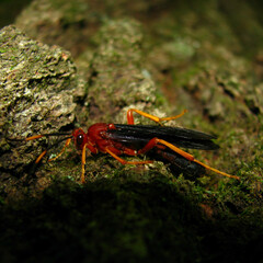Tmetogaster nubilipennis
