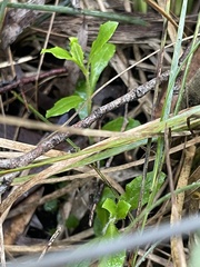 Wahlenbergia gymnoclada