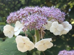 Hydrangea aspera