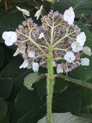 Hydrangea aspera