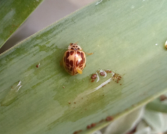 Psyllobora confluens