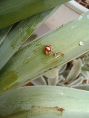 Psyllobora confluens