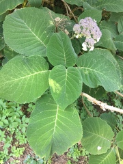 Hydrangea aspera