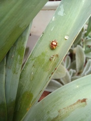 Psyllobora confluens