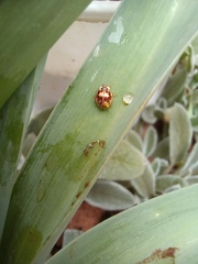 Psyllobora confluens