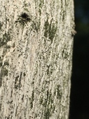 Chaenothecopsis