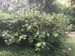Hydrangea aspera