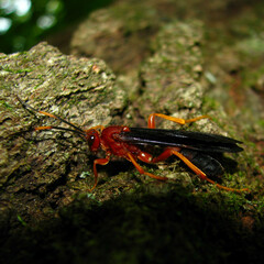 Tmetogaster nubilipennis