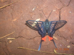 Chorinea amazon