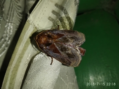 Phocoderma velutina