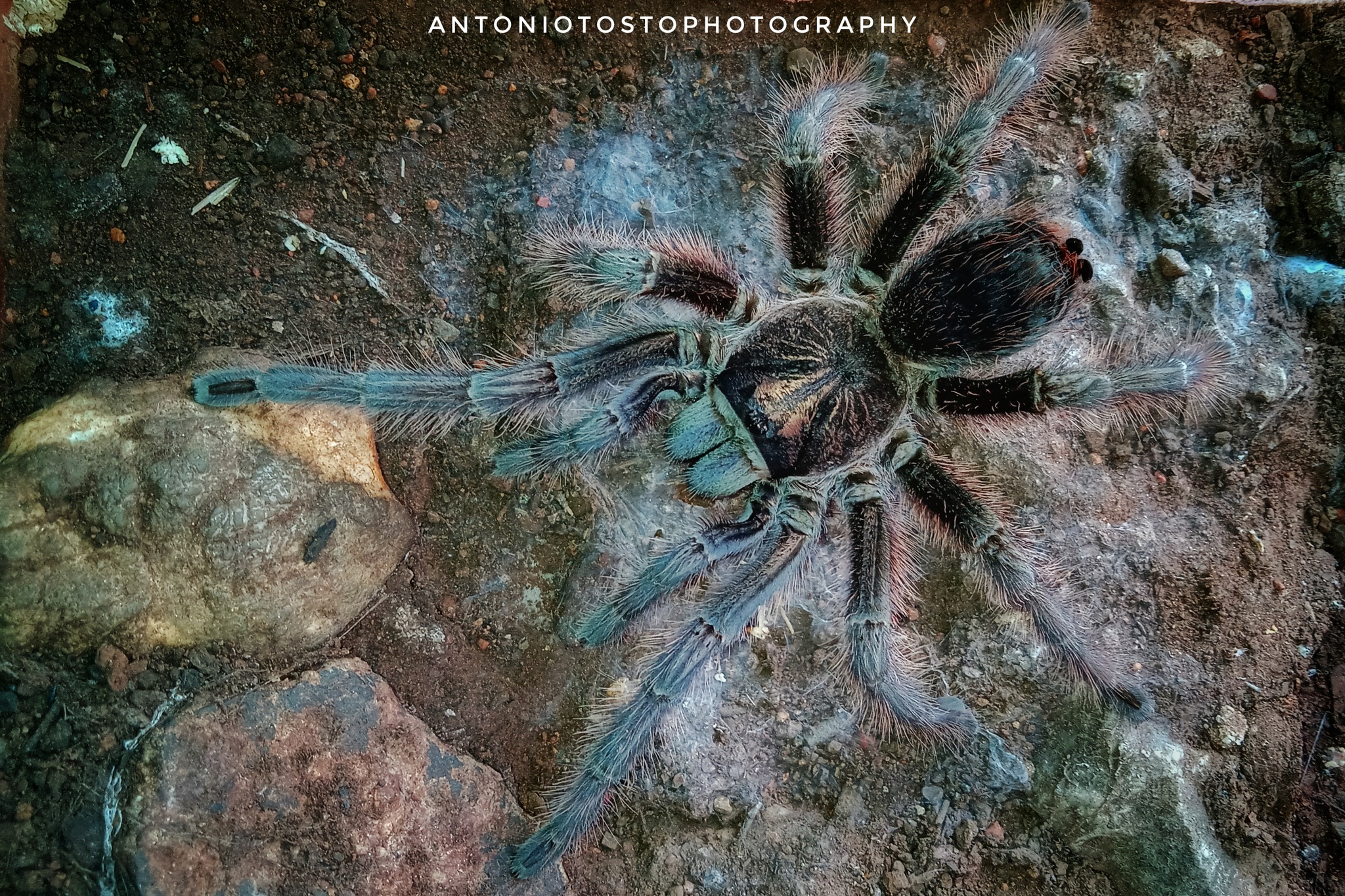 その他 Tarantula 4L Columbus Bug Zoo & Insectary Featured Arthropod | Entomology