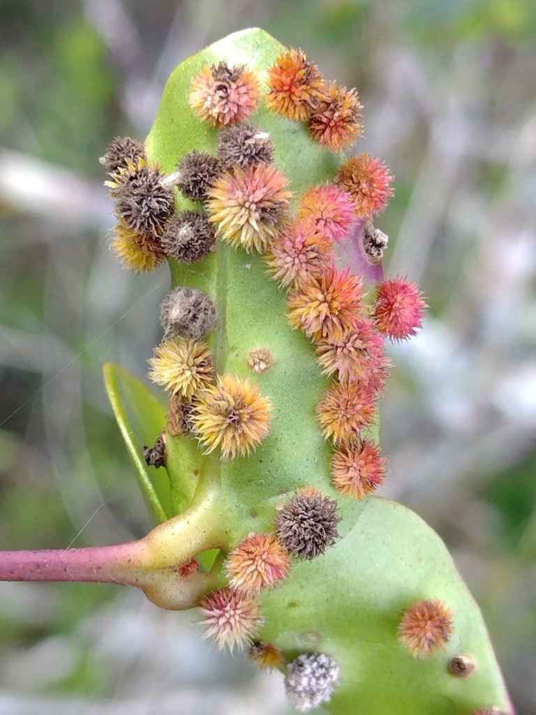 Bruggmannia capixaba