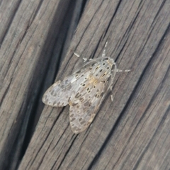 Eucereon myrina