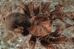 Phormictopus atrichomatus