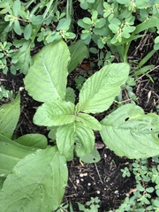 Amaranthus retroflexus