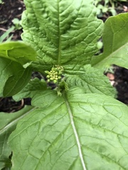Amaranthus retroflexus
