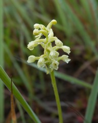 Platanthera clavellata image