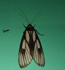 Macrobrochis prasena