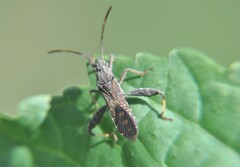 Apidaurus conspersus