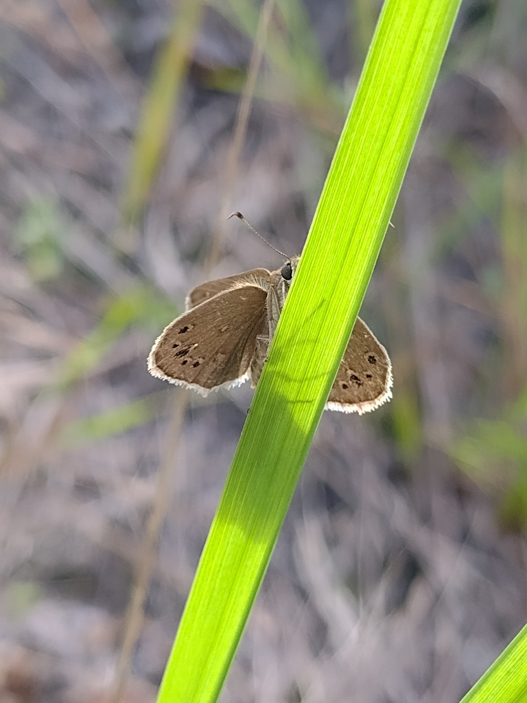 Vidius anna