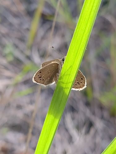 Vidius anna