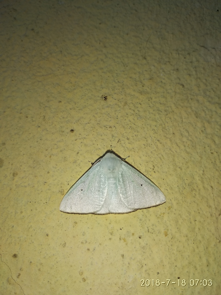 Arctornis submarginata