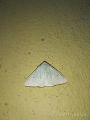 Arctornis submarginata