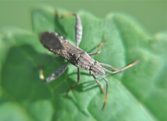 Apidaurus conspersus