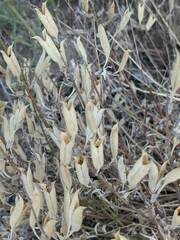 Astragalus eremiticus