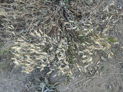 Astragalus eremiticus