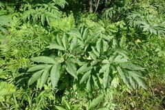 Angelica ursina