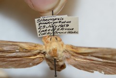 Sthenopis purpurascens