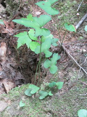 Viola × populifolia